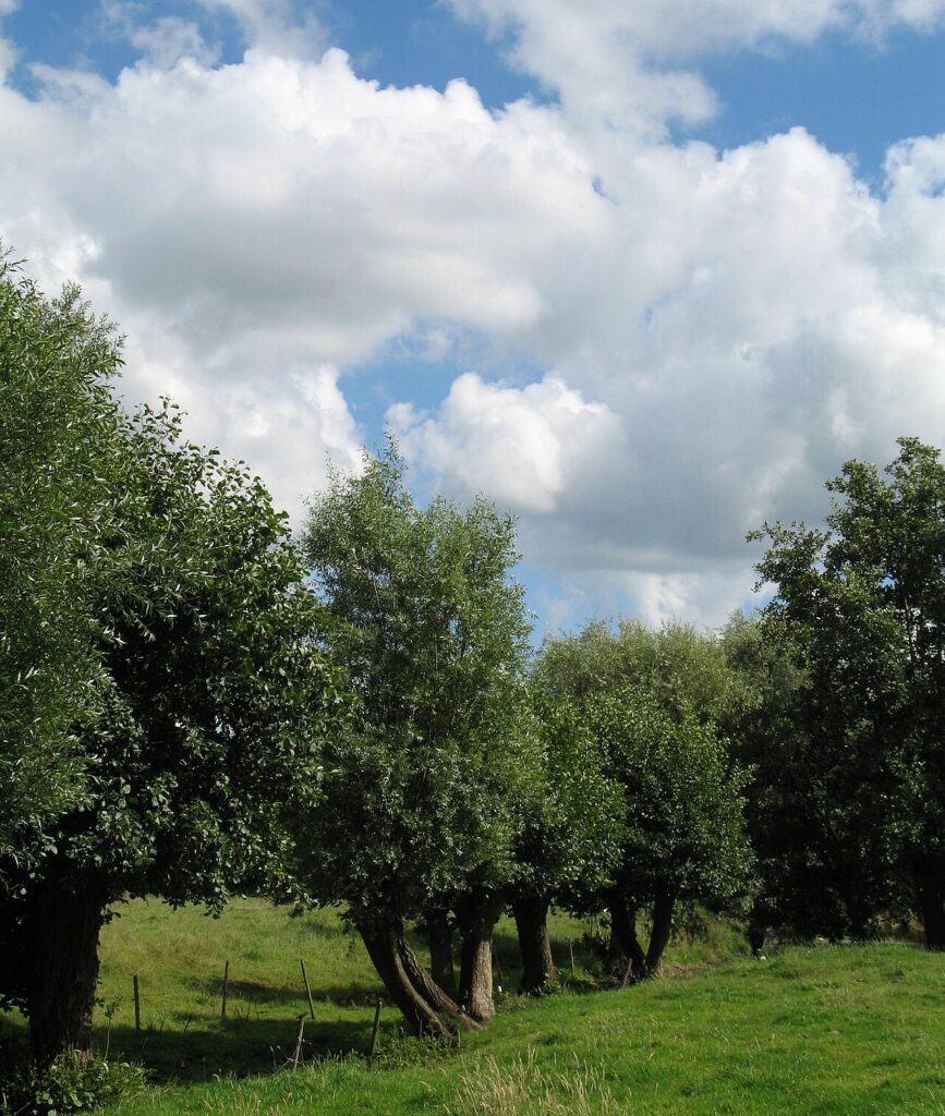 Robin Uzeel maakt kunst uit bomen